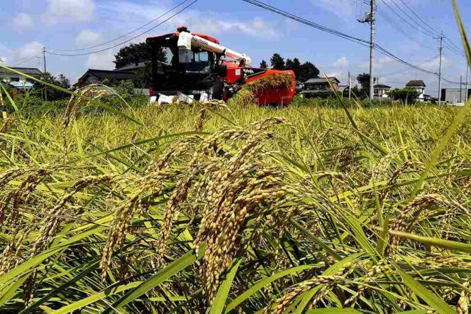 
					Produksi Melimpah, Namun Harga Beras di Jepang Tetap Tinggi,  Apa Penyebabnya?