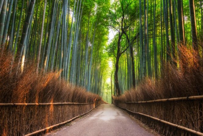 
					Jelajahi Keindahan Arashiyama Bamboo Grove di Kyoto: Surga Bambu di Jepang