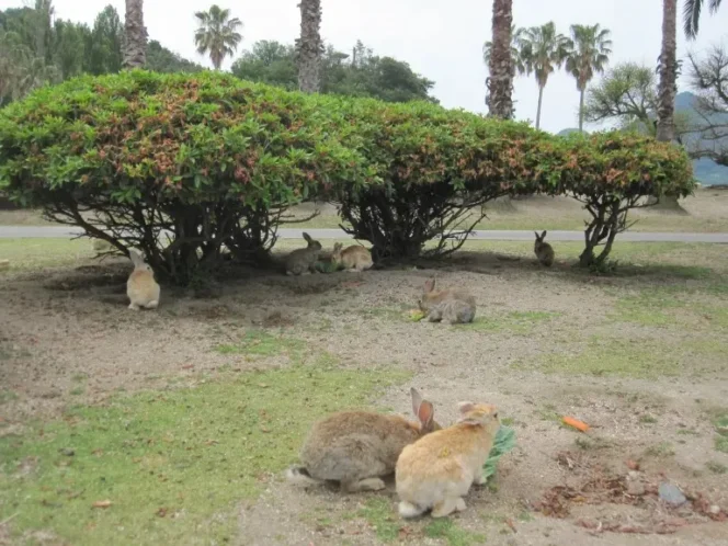 
					Seorang Pria Ditangkap karena Membunuh Kelinci di Pulau Okunoshima Jepang