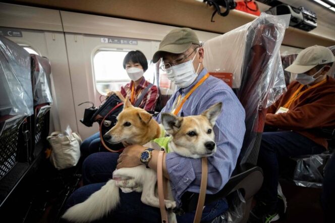 
					Shinkansen Ramah Hewan! Kereta Peluru Jepang Uji Coba Gerbong Khusus Anjing