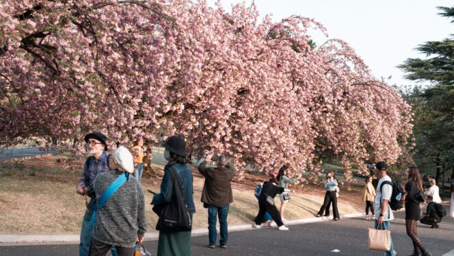 
					Hanami Tapi Dilarang Petik Bunga? Etika Menghormati Sakura di Jepang