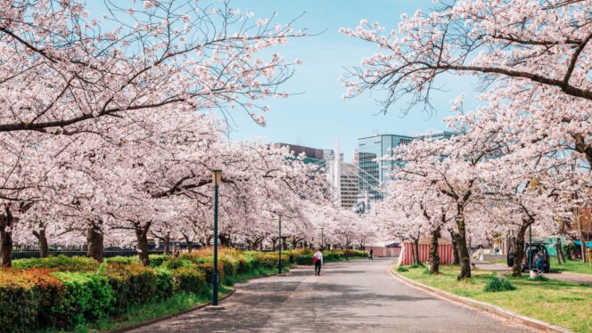
					Hanami: Makna Filosofis di Balik Tradisi Melihat Bunga Sakura