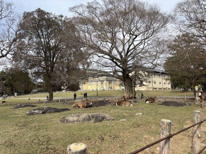 
					Nara Park: Interaksi Langsung dengan Rusa Jinak Tanpa Biaya Masuk