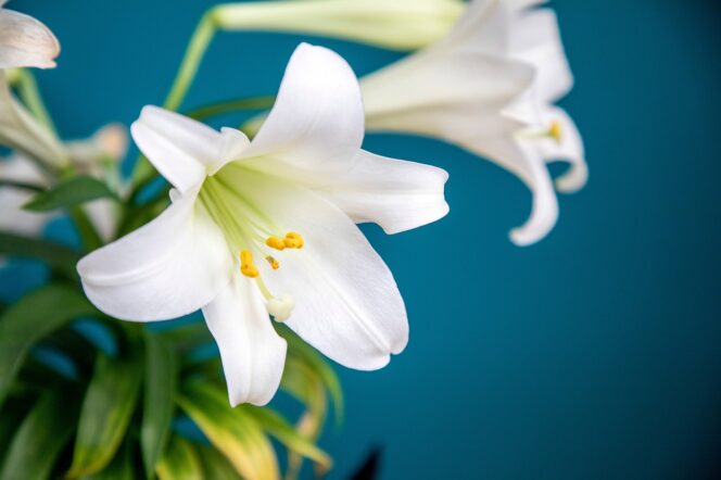 
					Makna Bunga di Jepang: Jangan Asal Kasih Lily atau Camellia!