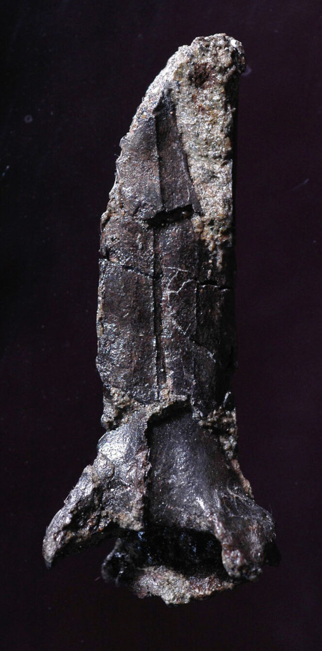 
					Fosil di Kumamoto Ditetapkan sebagai Spesies Baru Pterosaurus: Nipponopterus mifunensis