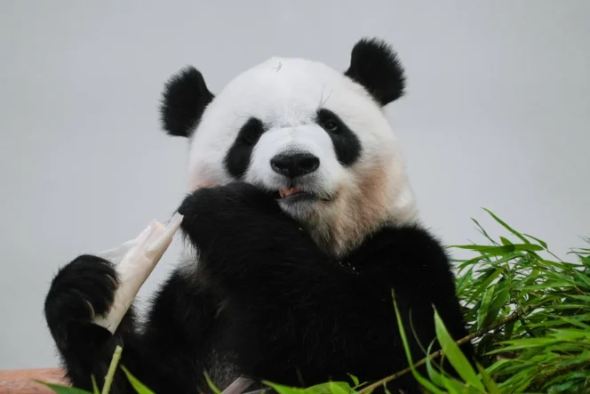 
					Ribuan Penggemar Memberikan Perpisahan Haru Saat Keluarga Panda Raksasa Pamitan di Jepang Sebelum Kembali ke China