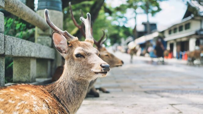 
					Populasi Rusa Nara Park Capai Rekor Tertinggi Sejak 1953, Kenaikan Fawns Didorong oleh Wisatawan Asing