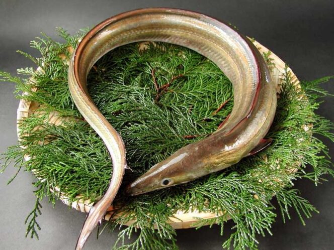 
					Hamo: Ikan Belut Pike Musim Panas Kyoto, Kelezatan Elegan yang Dibutuhkan Keahlian Khusus