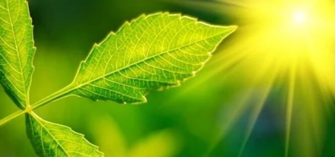 
					Jepang Targetkan Teknologi Fotosintesis Buatan untuk Ubah CO2 Jadi Bahan Bakar pada 2040