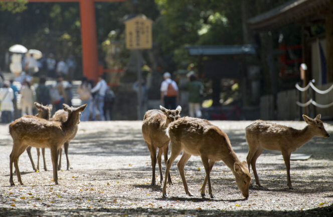 
					Populasi Rusa di Taman Nara Pecah Rekor, Cedera Wisatawan Ikut Meningkat