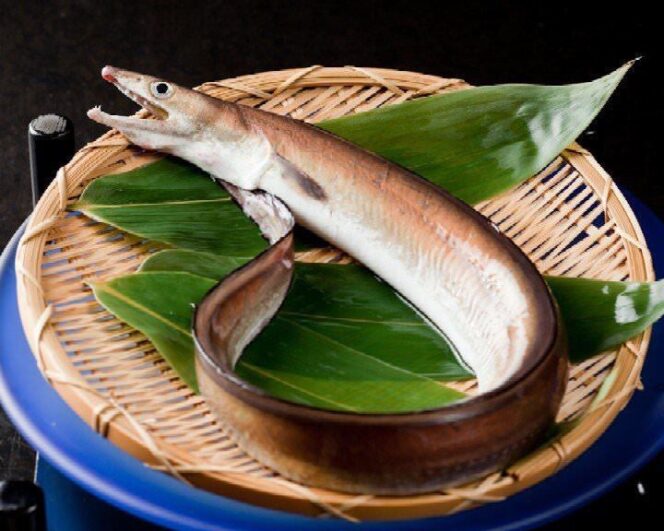 
					Hamo: Ikan Belut Pike Musim Panas Kyoto, Kelezatan yang Dibutuhkan Keahlian Khusus