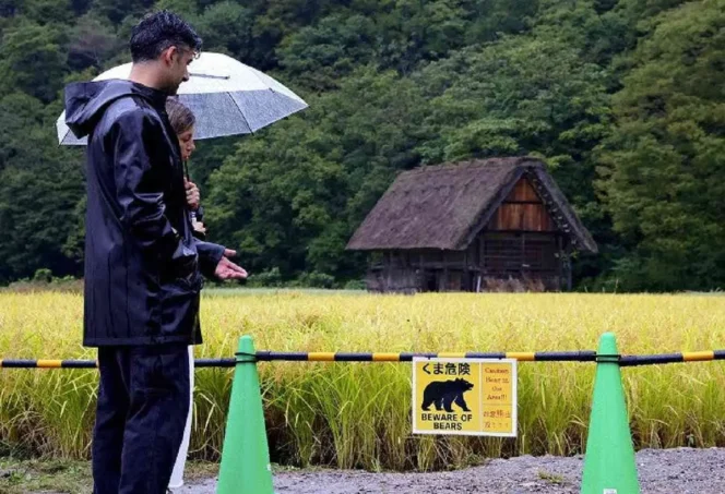 
					Turis Spanyol Diserang Beruang di Shirakawago, Jalur Wisata Ditutup Sementara