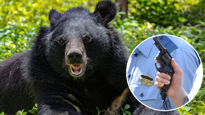 
					Pemerintah Jepang Pertimbangkan Pengunaan Senjata Kepada Polisi untuk Menghentikan Serangan Beruang ke Warga