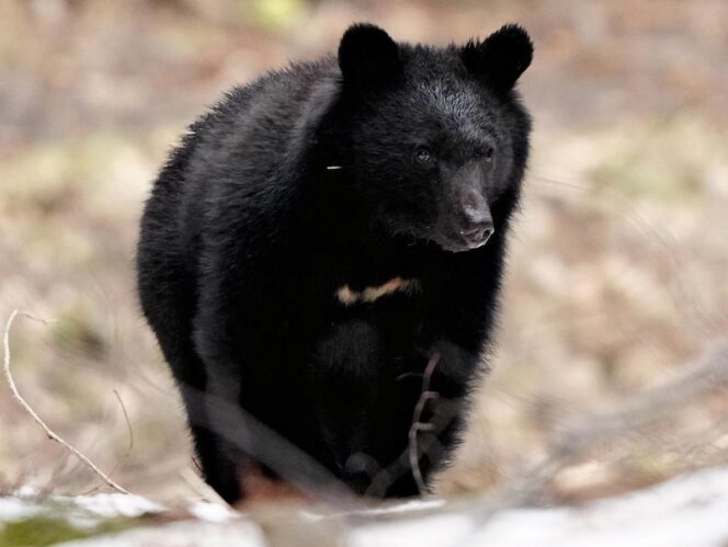 
					Marak Kasus Serangan Beruang ke Penduduk, Jepang Akan Perketat Pengendalian Populasi Beruang