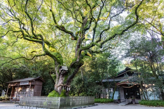 
					Sakaki: Pohon Suci yang Tidak Boleh Dipotong Sembarangan