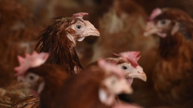 
					Flu Burung Terkonfirmasi di Peternakan Ayam Niigata, 280.000 Ekor Dimusnahkan