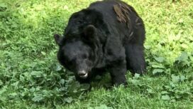 Asian black bear