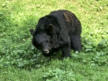 Asian black bear