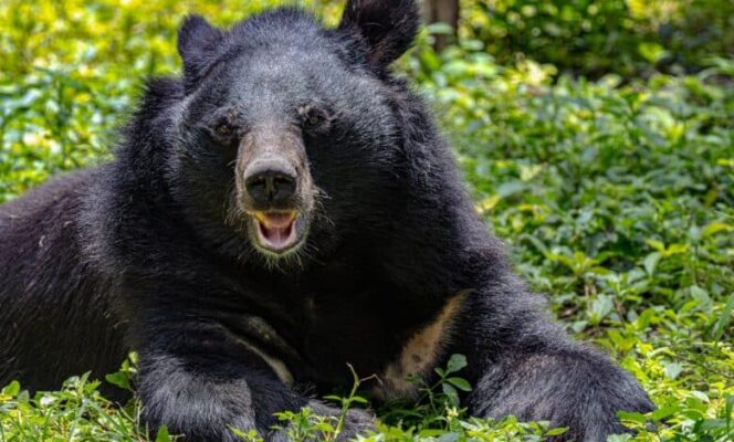 
					Perusahaan Asuransi Jepang Hadirkan Produk Khusus untuk Ancaman Beruang terhadap Industri Wisata