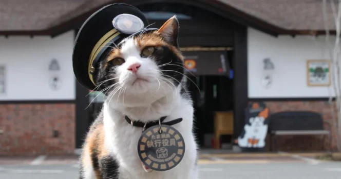 
					Kucing Belang Tiga Yontama Resmi Jadi Kepala Stasiun, Lanjutkan Tradisi Unik Kereta Lokal Jepang