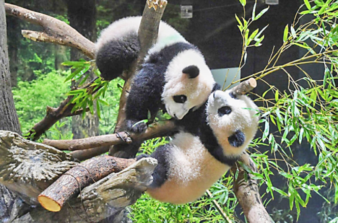 
					Jelang Kepulangan Panda di Jepang ke China, Antusiasme Fans Daring Telah Ditutup