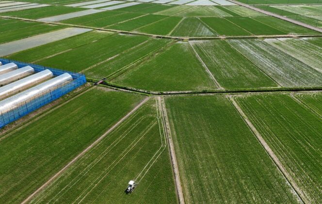 
					A drone view of a farmer driving a tractor at Kazuhachi Hosaka's rice farm in Joetsu, Niigata prefecture, Japan, June 19, 2025. REUTERS/Kim Kyung-Hoon
