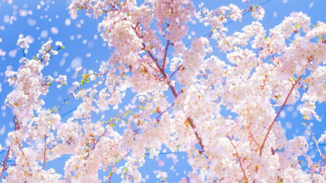 
					Musim Sakura 2026 Diprediksi Datang Lebih Awal, Tokyo Mulai Mekar 19 Maret