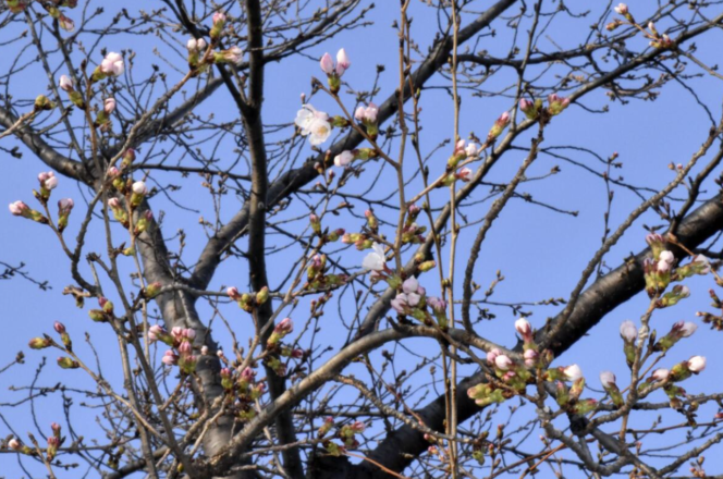 
					Sakura Mulai Mekar di Kofu, Gifu, dan Kochi, Lebih Cepat dari Biasanya