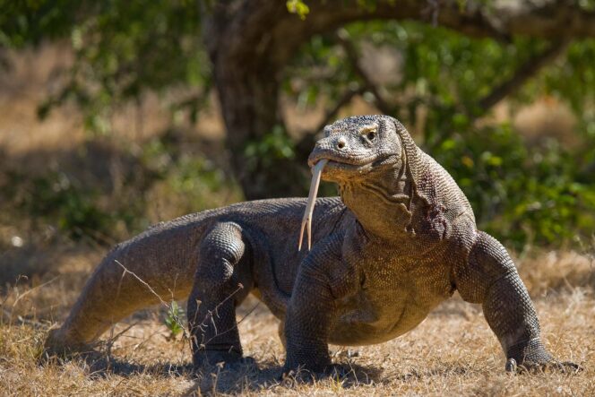
					Indonesia Pinjamkan Komodo ke Kebun Binatang di Shizuoka untuk Kerja Sama Konservasi