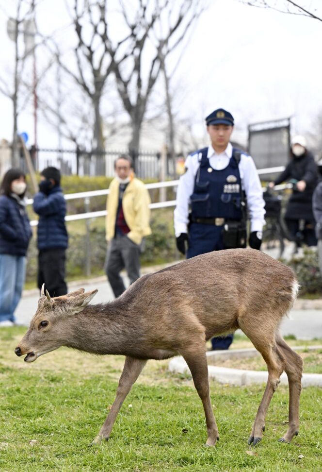 
					Nyasar? Rusa dari Nara Tiba-Tiba Muncul di Tengah Kota Osaka