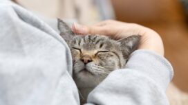 The Institute for AIM Medicine filed for approval a treatment for chronic kidney disease in cats with the agriculture ministry. | GETTY IMAGES