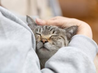 The Institute for AIM Medicine filed for approval a treatment for chronic kidney disease in cats with the agriculture ministry. | GETTY IMAGES