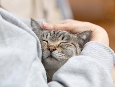 The Institute for AIM Medicine filed for approval a treatment for chronic kidney disease in cats with the agriculture ministry. | GETTY IMAGES