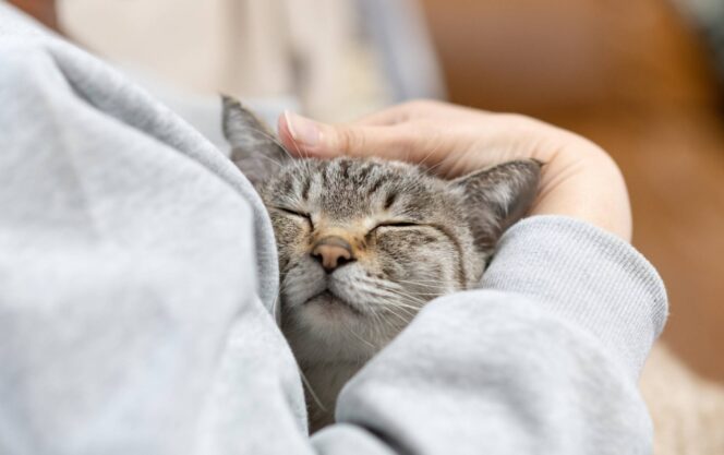 
					The Institute for AIM Medicine filed for approval a treatment for chronic kidney disease in cats with the agriculture ministry. | GETTY IMAGES