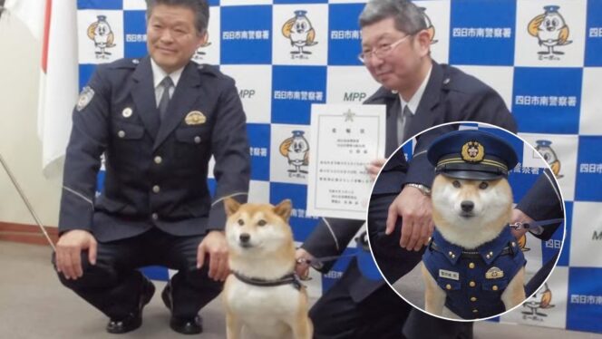 
					Bukan Manusia, Polisi di Sebuah Kota di Jepang Ini Tunjuk Anjing Shiba Inu Jadi “Inspektur”