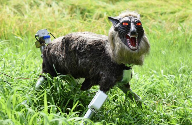 
					Jepang Kebanjiran Pesanan “Robot Serigala” Pengusir Beruang Setelah Serangan Beruang Makin Parah
