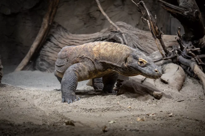 
					Kebun Binatang Surabaya Pinjamkan Komodo ke Jepang, Akan Tukar dengan Satwa Mamalia