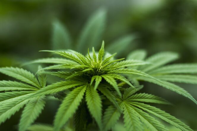 
					Kasus Ganja di Jepang Pecahkan Rekor, Mayoritas Pelaku Berusia di Bawah 30 Tahun