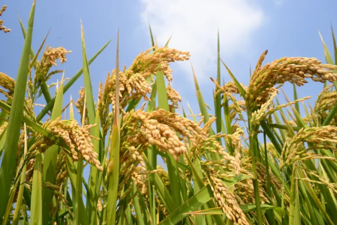 
					El Nino Muncul Lagi, Jepang Waspadai Gelombang Panas Ekstrem dan Dampaknya pada Produksi Beras