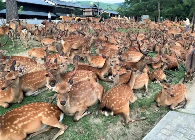 
					Populasi Rusa di Taman Nara Pecahkan Rekor, Wisatawan Diminta Jangan Sembarangan Memberi Makan