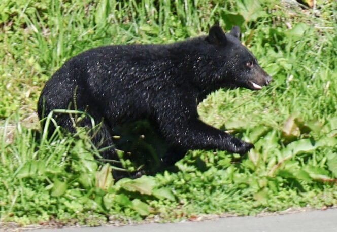 
					Turis Asing Diserang Beruang Saat Berjalan di Dekat Danau Towada, Aomori